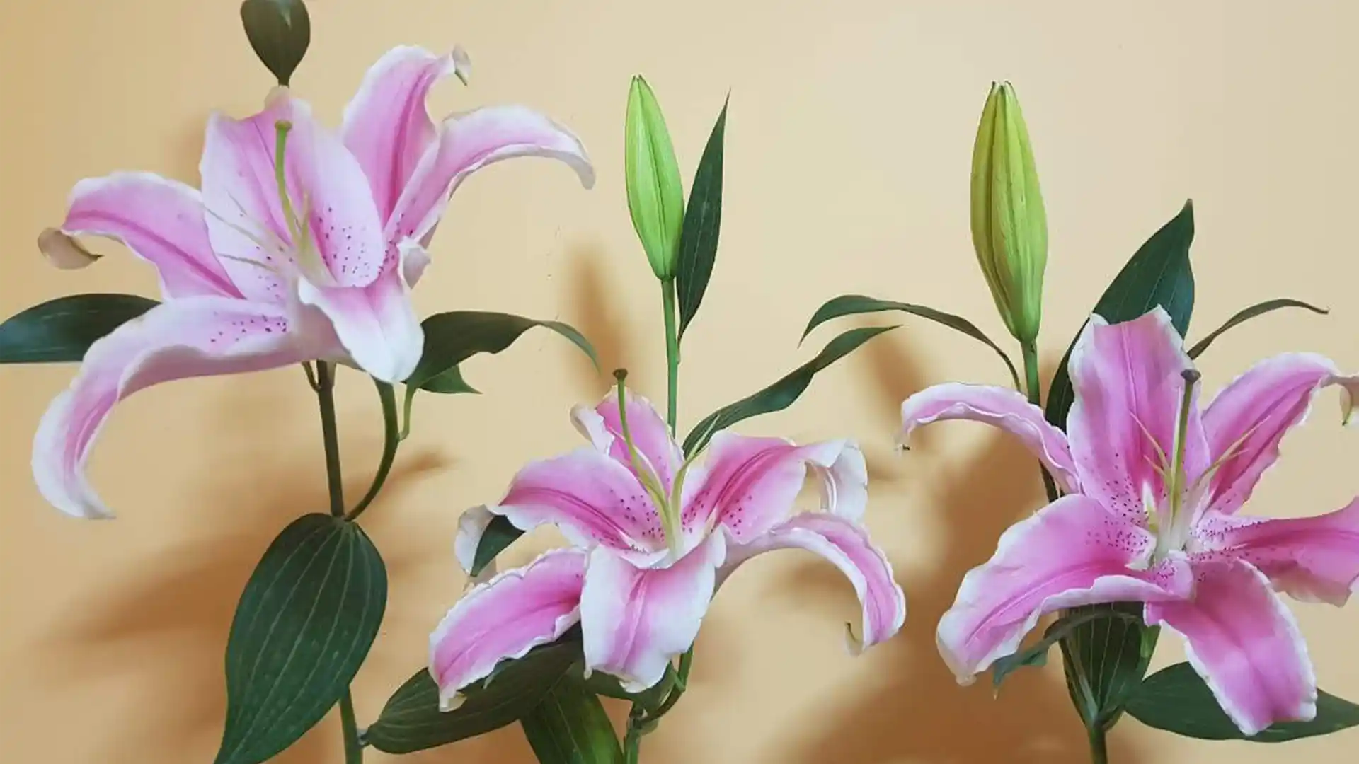 Plantas ornamentales