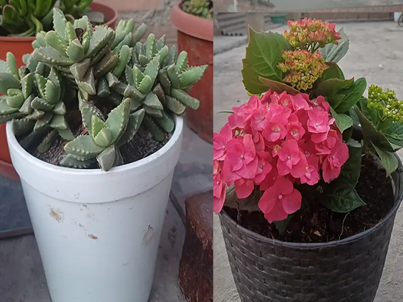 Historia de Espinitas y Flores