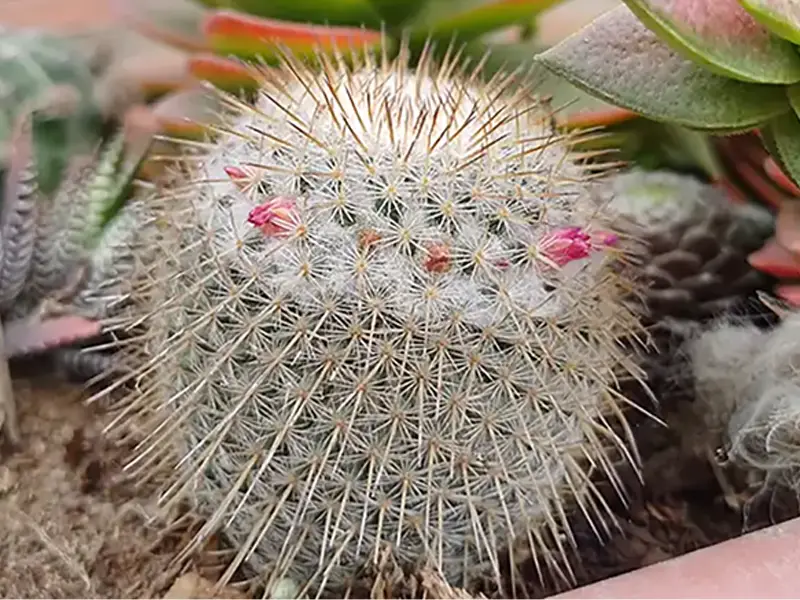 Misión de Espinitas y Flores