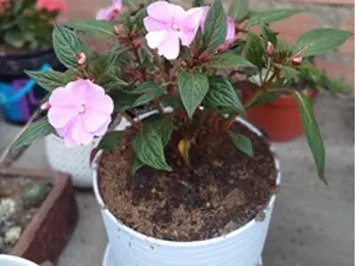 Plantas Ornamentales