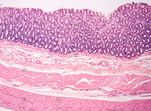 Histología Normal